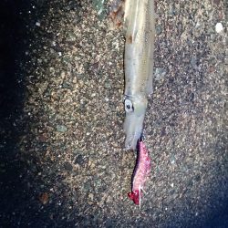 ヤリイカエギング